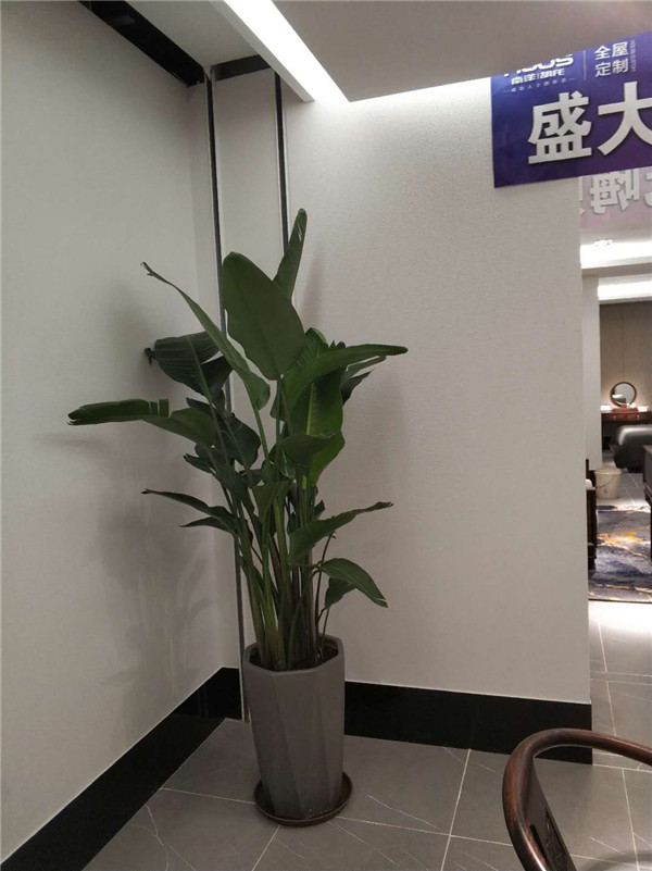 辦公室門口中型綠植租..